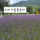 인제사과향기민박 | 인제 가볼만한곳 가을꽃축제 구경 팁 기간 주차