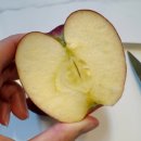 사각사각 | 올 가을 첫 사과는 햇홍로🍎 강원도 사각사각 장터 홍로 사과 먹어본 후기