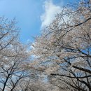 도림천 산책로1 | 25년 신도림 도림천 벚꽃 명소🌸(+직접 먹어본 문래맛집 8곳 추천까지!)