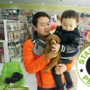 스타멍스 | 푸들분양하는곳 울산스타멍스! 애견분양후기