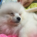 하누동물병원 이미지