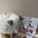 주식 | 고기 좋아하는 반려견 추천, 구름이도 반한 폴리데이 오븐베이크 고기듬뿍 건강주식 후기