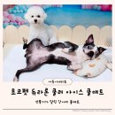 선풍기 달린 강아지쿨매트 초코펫 듀라론 쿨러 아이스매트