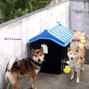 양볼트
