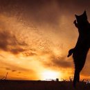 날으는고양이 이미지