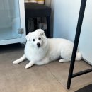 애견마을 이미지