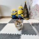 (주)유인케어 | 대흥동고양이분양 캣스토리 방문