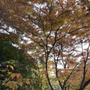 (광진구) 아차산 생태공원의 산책로를 소개합니다🍁 아차산 동행숲길, 아차산 해맞이광장, 광진두레길...