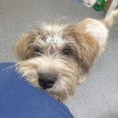 용인시 동물보호센터 이미지