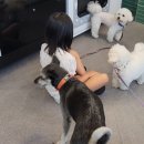 버블독스 가정루원시티점 이미지