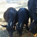 우리염소 이미지