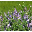 구주목장 이미지