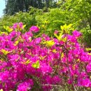 숲속의맑은향기 이미지