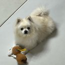 강아지 장난감 추천 - 보듬 노즈워크 코담요 터그놀이 바잇미 터그앤바이트 지피포우즈 팹독