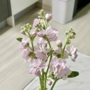 마산 산호동 : 번창꽃화원 꽃 구매 후기