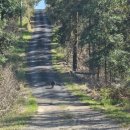 캉가루(318) 이미지