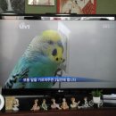 잉꼬농장 이미지