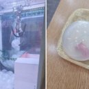 몬스터뽑기존 이미지