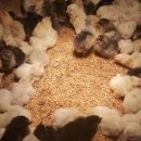 판산골농장 이미지