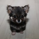까망이네 이미지