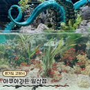 일중로L | 일산 아쿠아가든 대형 물고기 아쿠아리움카페 수족관 실내 아기랑갈만한곳 주차 입장료