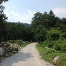 소나무숲 이미지