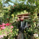 버들치민박 이미지