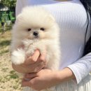 퓨어펫 강아지분양 고양이분양 울산점 | 반려동물 첫 만남이 따뜻했던 울산 애견 분양 후기