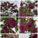 제일농장 이미지