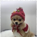 뽀그리독 이미지