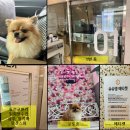 슈슈댕 이미지