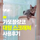 블랑코 | 가성비좋은 고양이 대형 통큰스크래쳐 가또블랑코 사용 후기