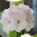 로즈화이트 이미지