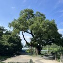 영천 약남리 회화나무 이미지