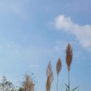 일월꽃식물원 이미지