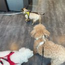 정이룸 동물병원 | 완정역 정이룸동물병원 강아지 위생미용은 늘 이곳에서!(❛◡❛)✿