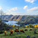 청정목장2 이미지