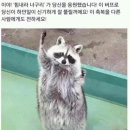 너구리