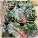 샤브올데이 서울 신내점 이미지