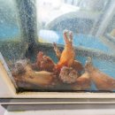 오가네밥상 이미지