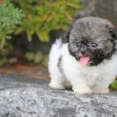 타이니켄넬 이미지