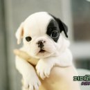 코리아 퍼피 이미지