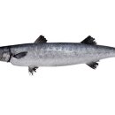 광현수산 이미지