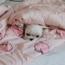 서울준동물병원 이미지