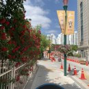 장미카센타 이미지