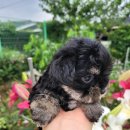 은하수펫샵 이미지