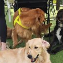 어뮤즈퍼피 이미지