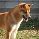 시바견 전문 가도켄넬 이미지