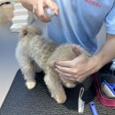 놀러왔댕 이미지