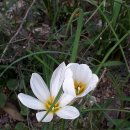 편백나무아래 이미지